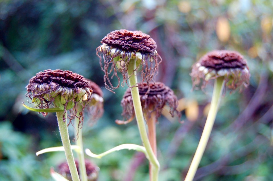 New Zealand, Otago, Garden