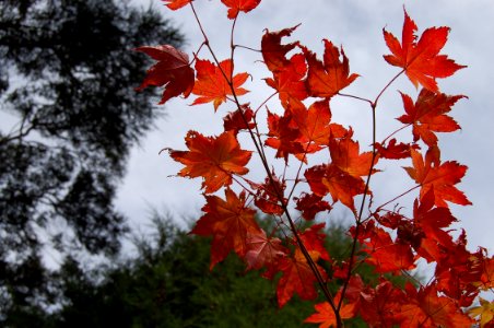 Otago, New Zealand, Nature photo