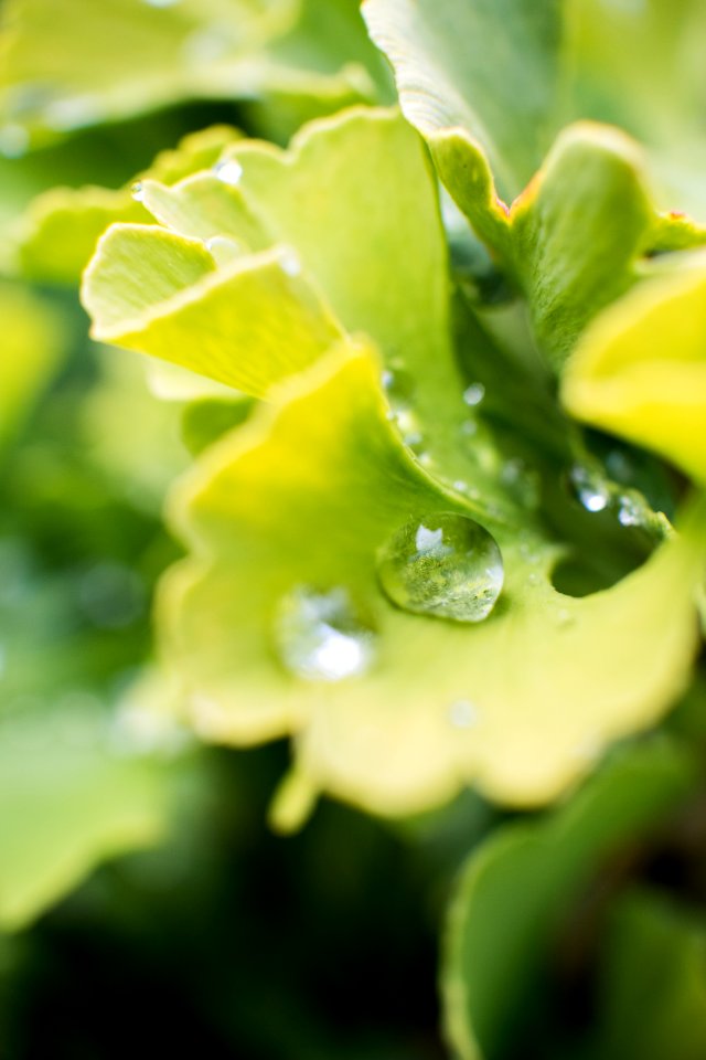 Macro photography, Droplet, Drop