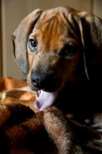 Cute, Animal, Portrait