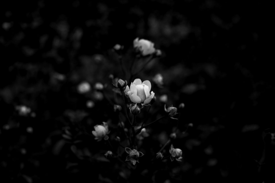 Rose, Nature, Flower