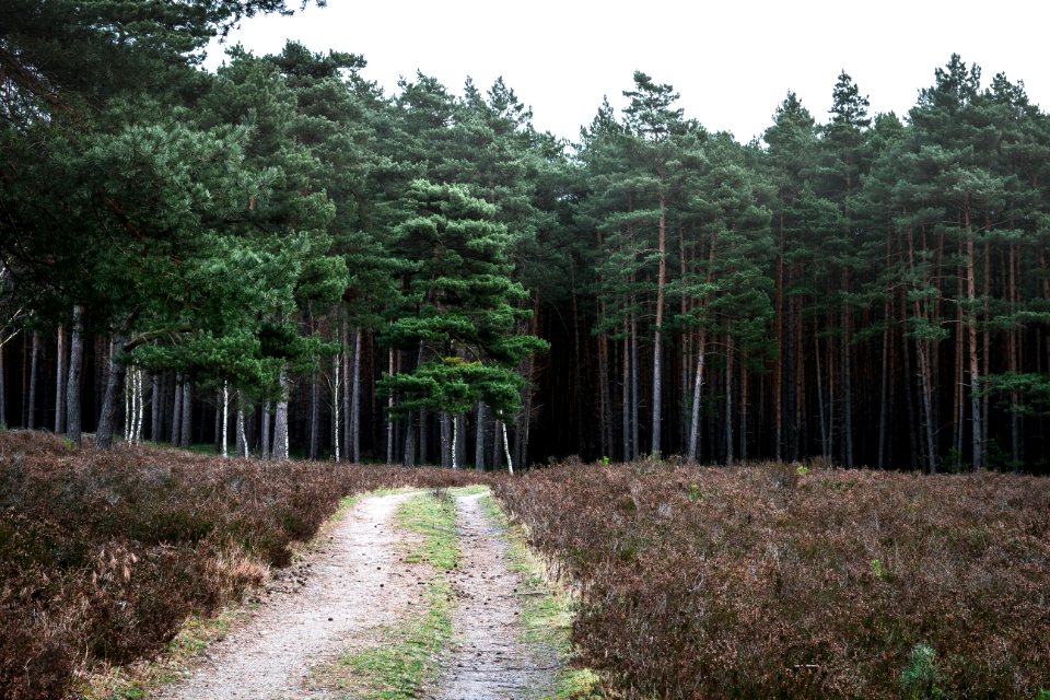 Germany, Winsen an der aller, Green