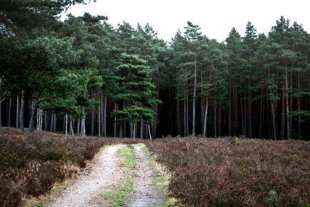 Germany, Winsen an der aller, Green