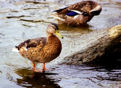 Rock, River, Fowl photo