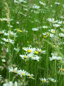 Meadow flowers summer photo