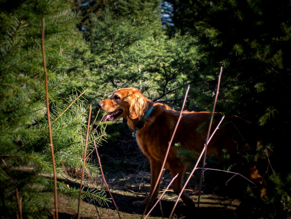 Sunset tree farm, Los gatos, United states