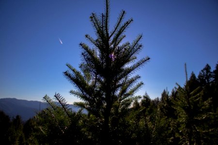 Sunset tree farm, Los gatos, United states