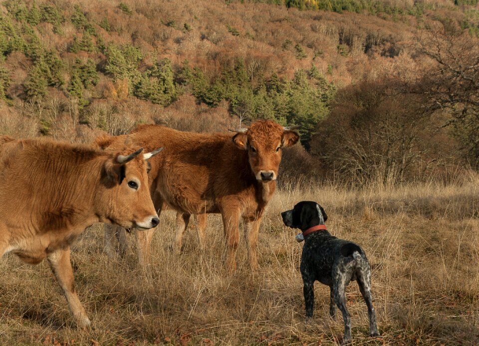 Hunting dog cows meeting