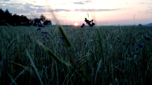 Fade out, Fade, Grass