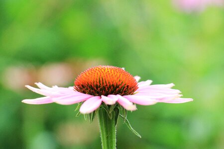 Flower blossom bloom