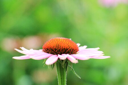 Flower blossom bloom photo