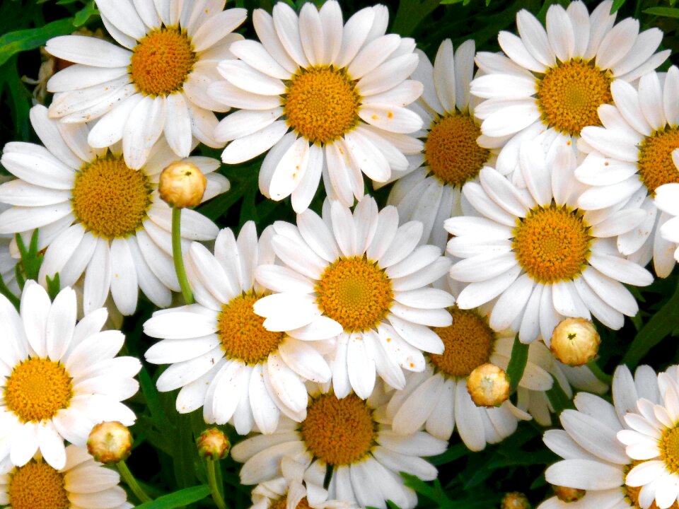 Margaritas flowers background