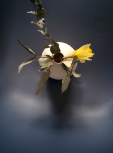 Vase, Daffodil, Yellow photo