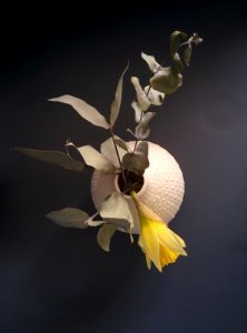 Spring, Daffodil, Flower pot photo