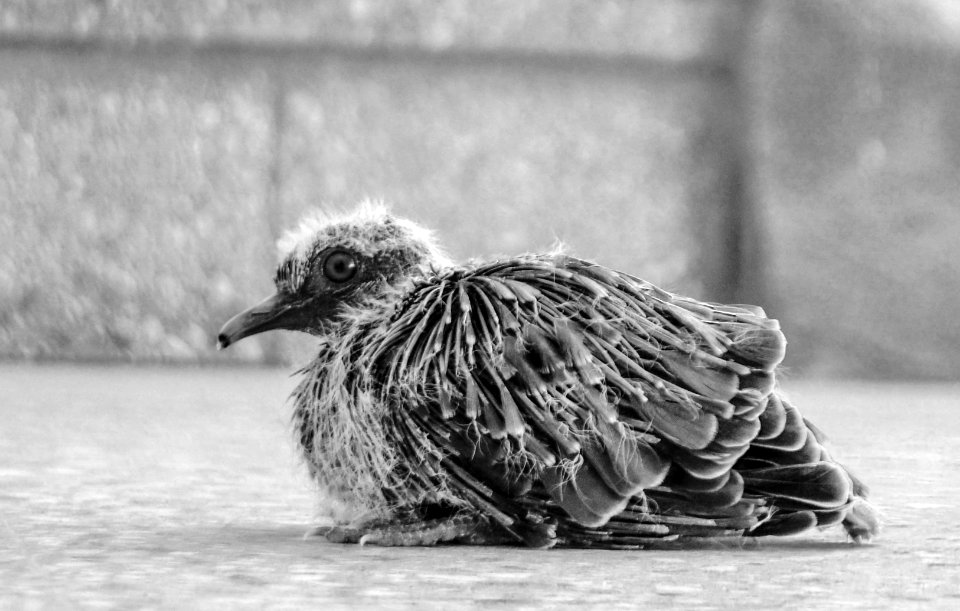 Gualeguay, Argentina, Bird