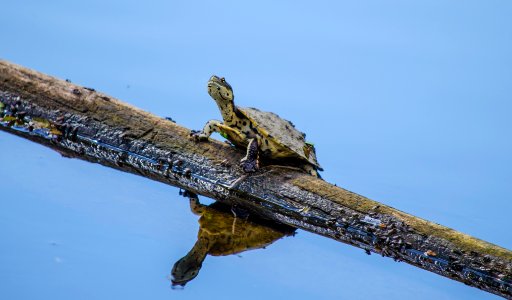 Martnez, Argentina, Tortoise photo