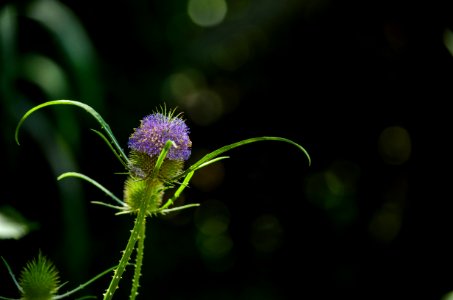 Martnez, Argentina, Flower