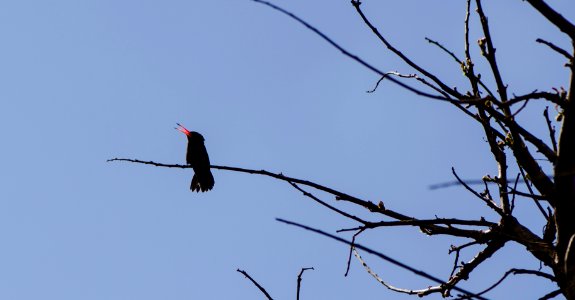 Buenos aires, Argentina, Tree