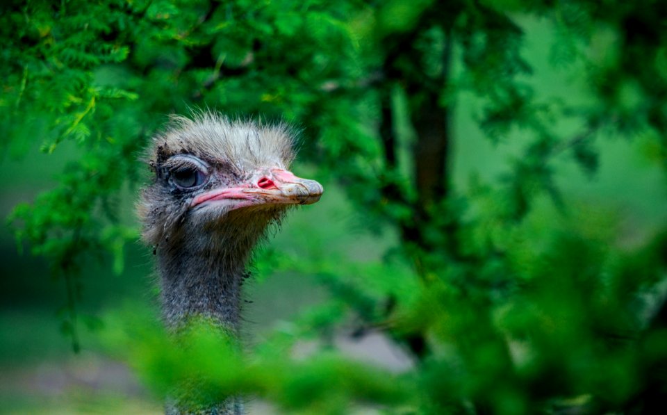 Avestruz, Animal, Zoo