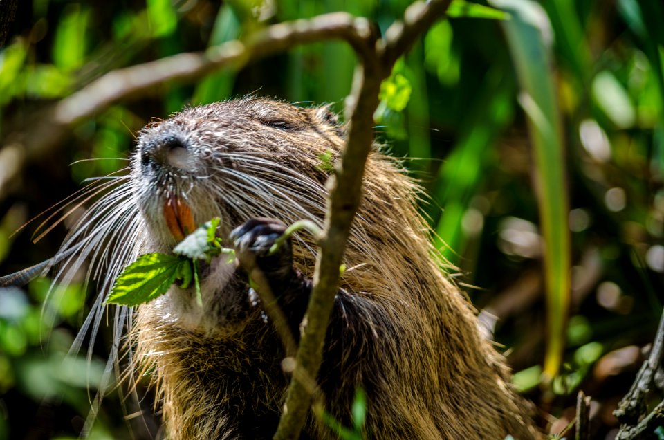Martnez, Argentina, Eating
