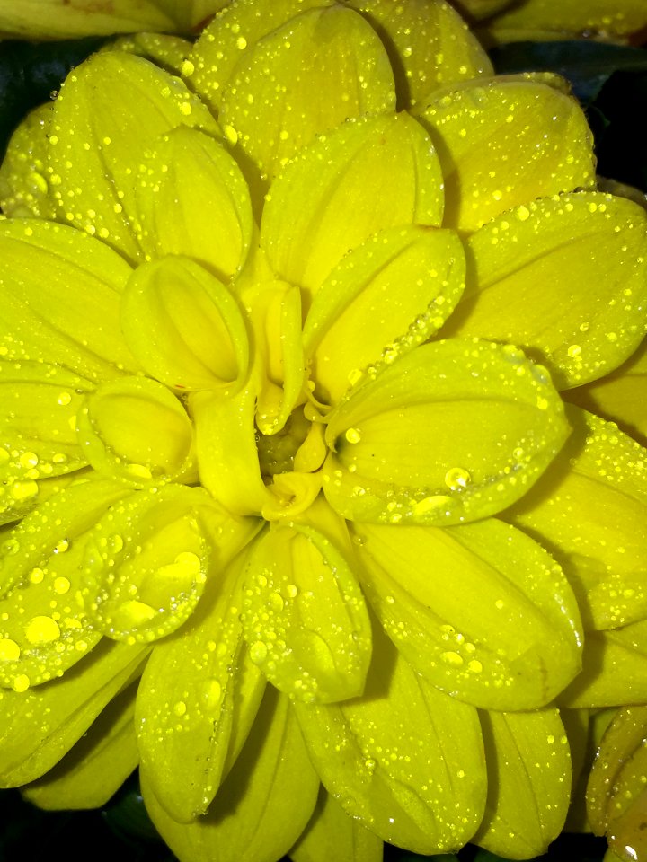 Over, United kingdom, Bloom