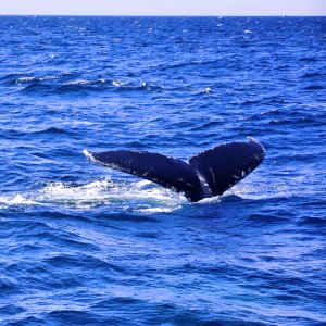 Barnstable county, United states, Sea