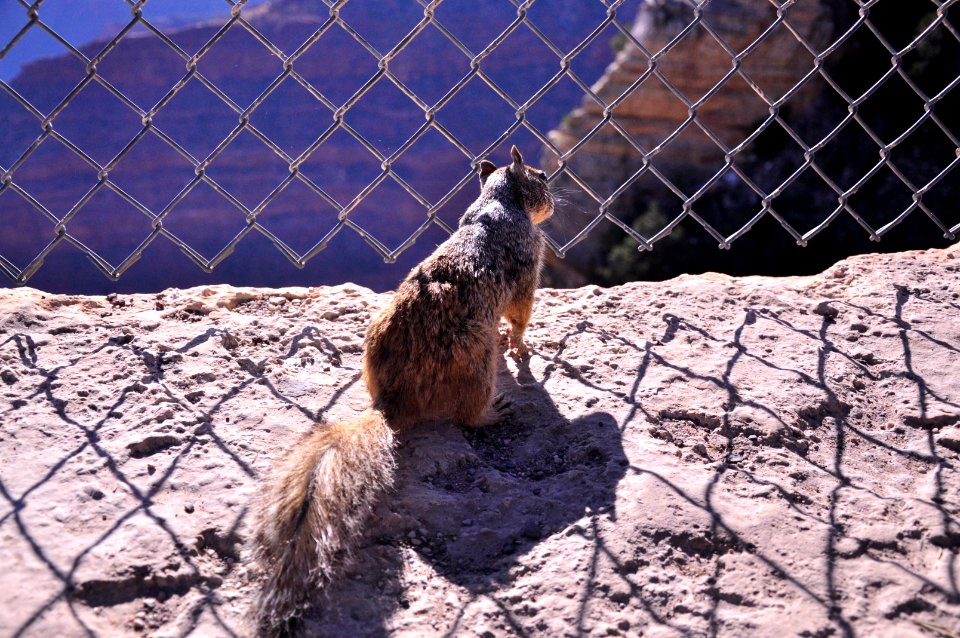 Utah, United states, Squirrel