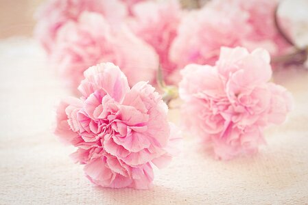 Pink romantic schnittblume