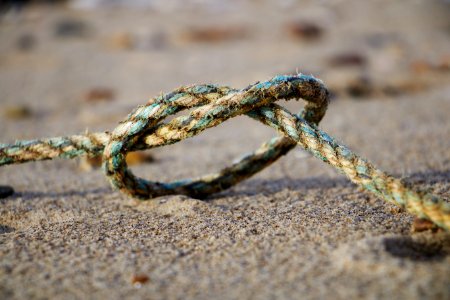 Holmenextthesea, United kingdom, Macro