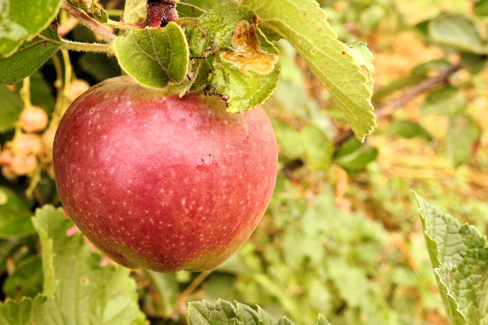 Fruit tree kernobstgewaechs