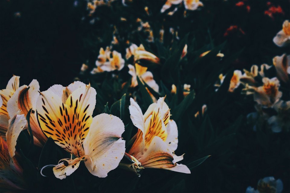 Baguio, Philippines, Environment