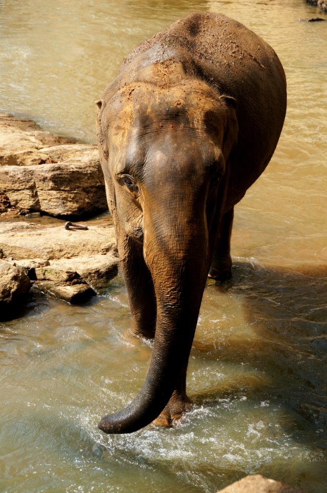 Sri lanka