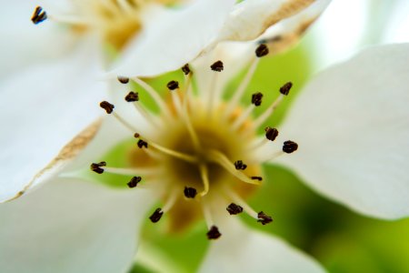 Spring, Bloom, Tree