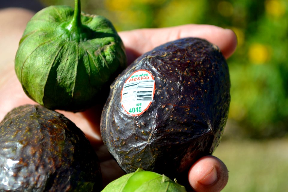 Harlingen, United states, Fruit