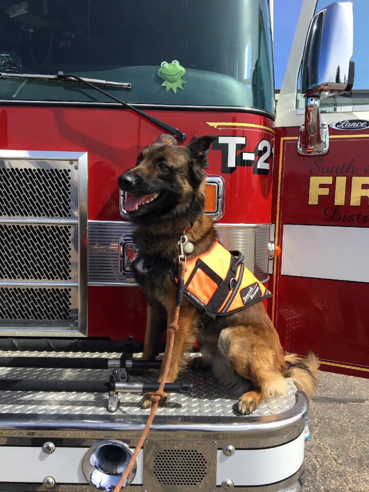 Firefighters firetruck dog