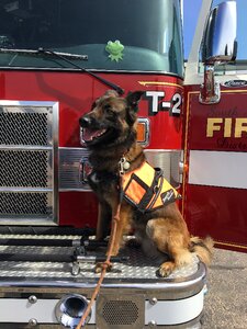 Firefighters firetruck dog