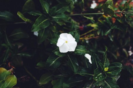 Abu dhabi, United arab emirates, Garden photo