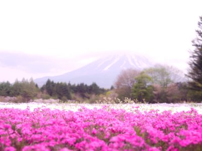 Fuji shiba sakura festival, Fujikawaguchiko machi, Japan