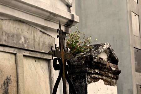 Flora, Cemetery, New orleans