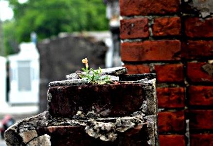 Flora, Cemetery, New orleans