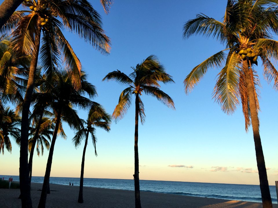 Fort lauderdale, United states, Waves
