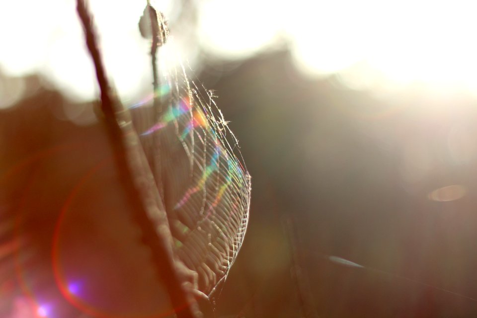 Darkes forest, Australia, Sun
