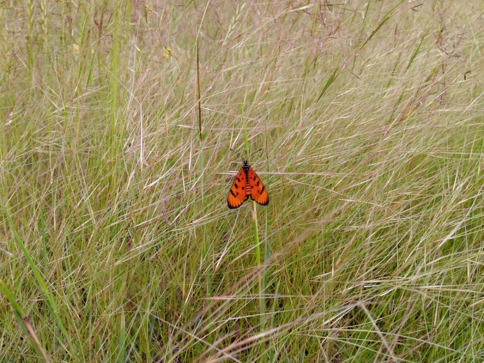 Grass, Butterfly