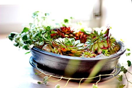 Plants, Green plants, Plant pot
