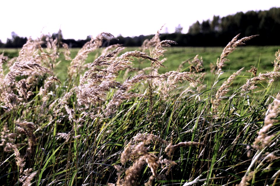 Summer, Countryside, Crpos