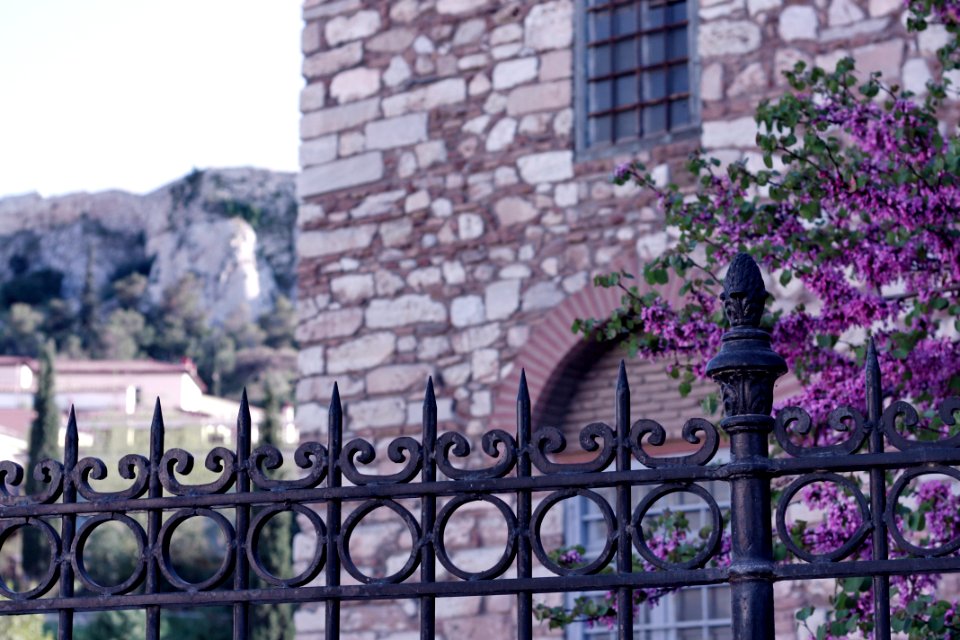 Old fence, Greece, Lilac tree