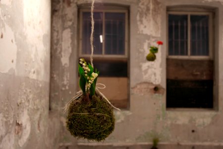 Istanbul, Turkey, Flower
