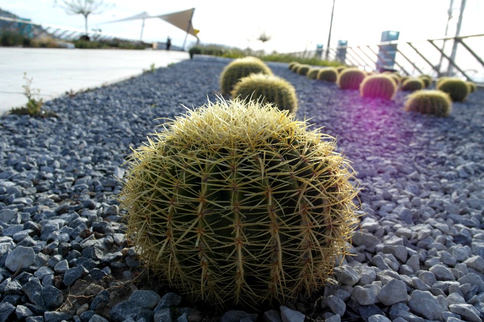 Kusadasi, Turkey, Thorn photo