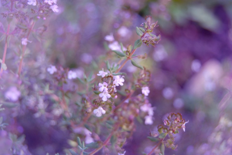 Pattern, Love, Ecology