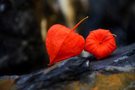 Autumn close up nature photo